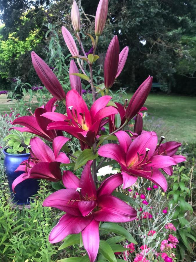 Newlands Bed And Breakfast West Melton Esterno foto